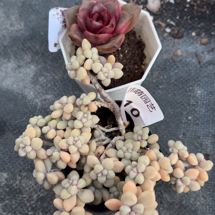 *****多肉植物多肉植物两颗