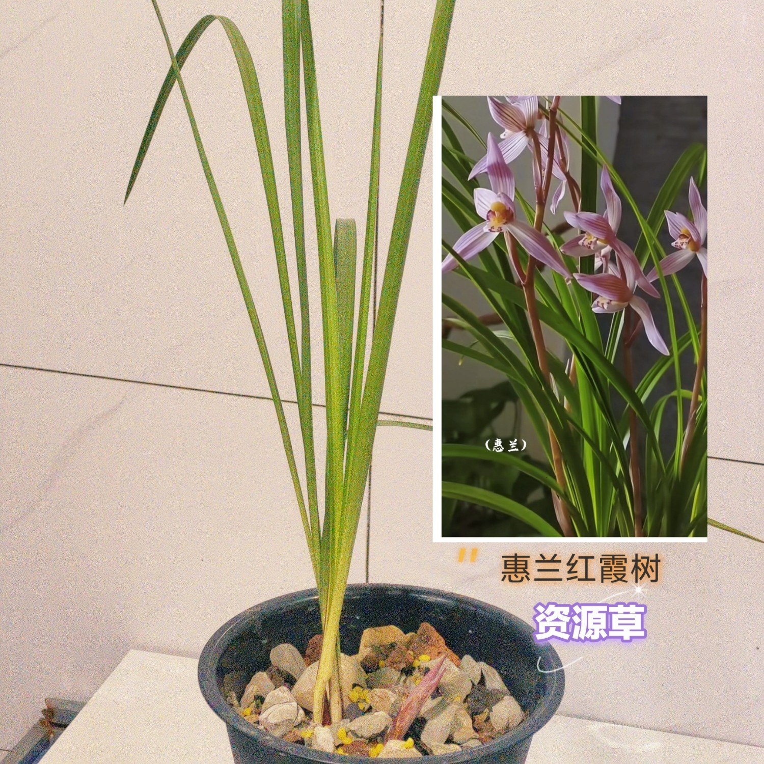 贵州（惠兰）品，红霞素（兰花盆栽紫气东来）