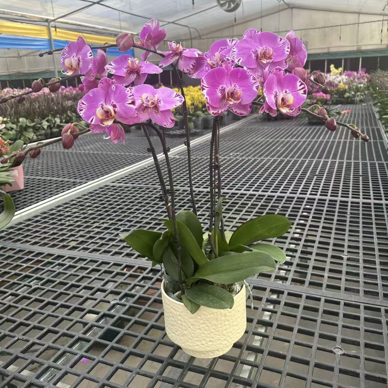 【藏宝图】 3.0寸 精品蝴蝶兰 开花带花苞 花卉基地直发