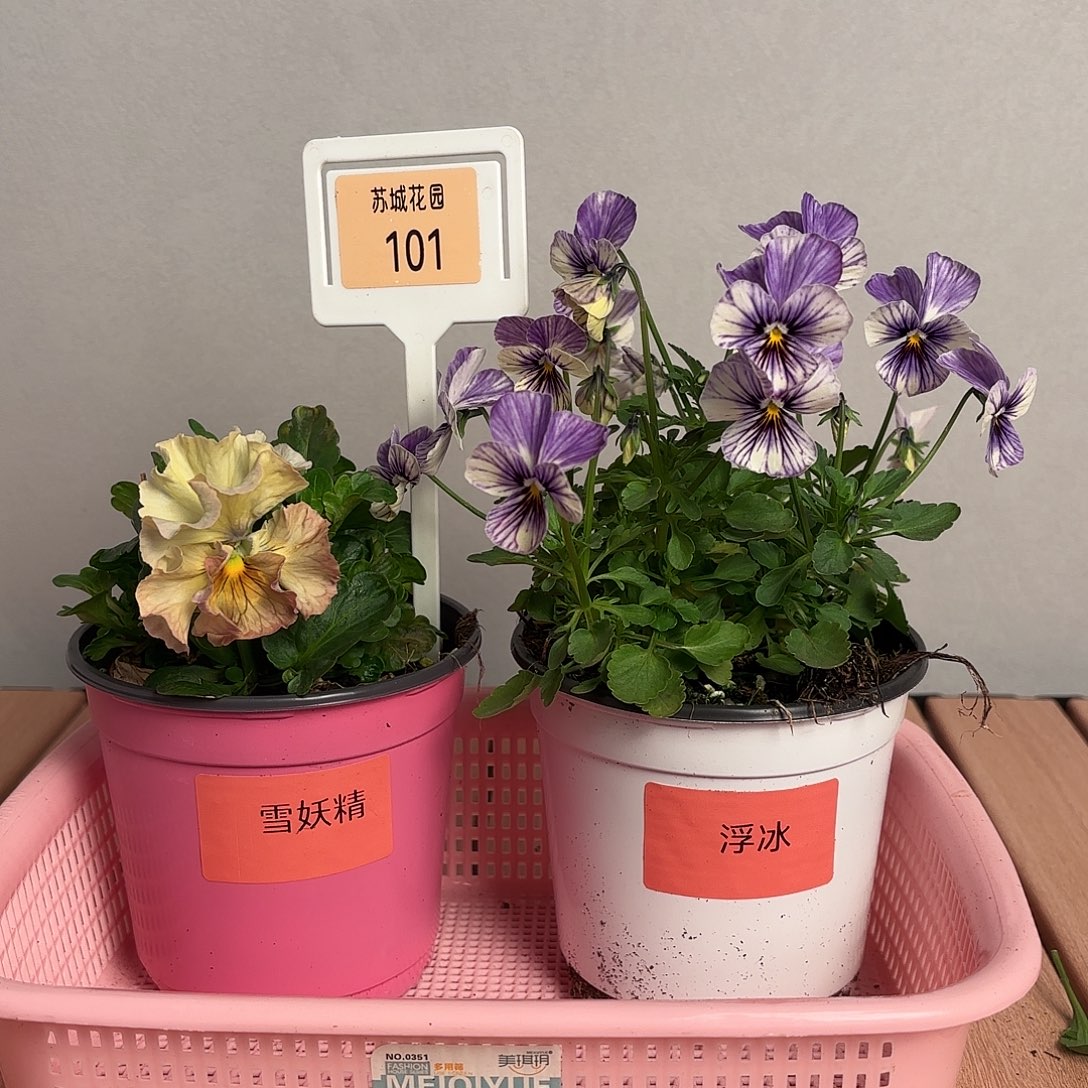 大部分开放少量花苞101