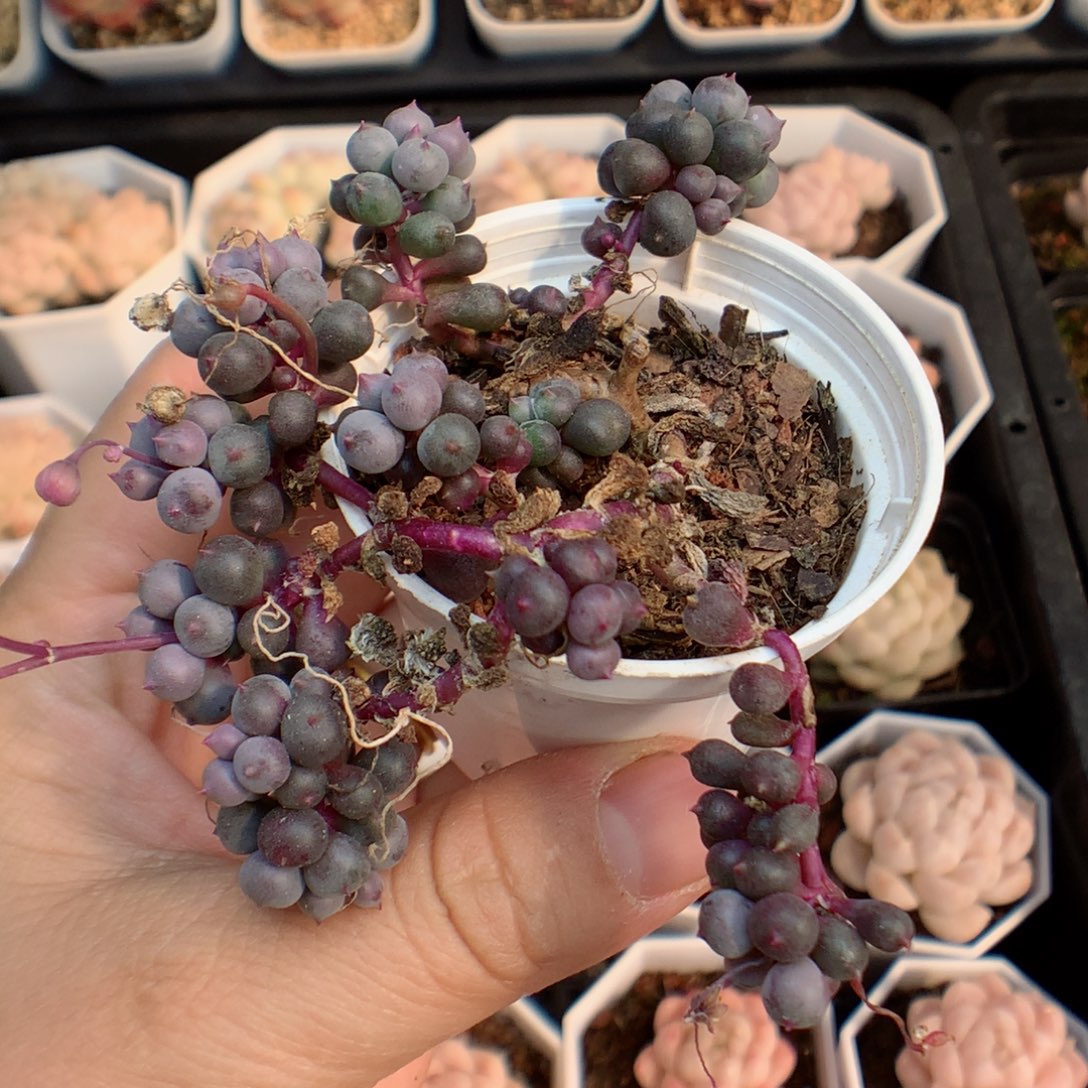 一物一拍精品多肉。紫葡萄31