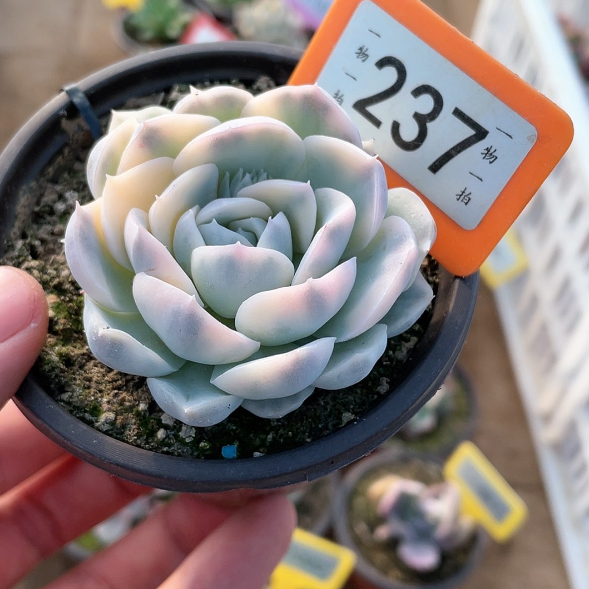 【闪购商品】237号