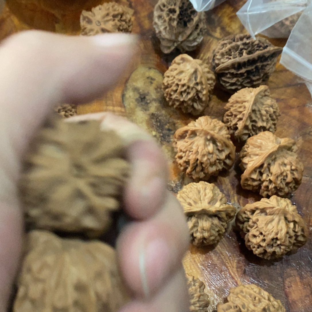 秦岭森林中出现许多鸟类或