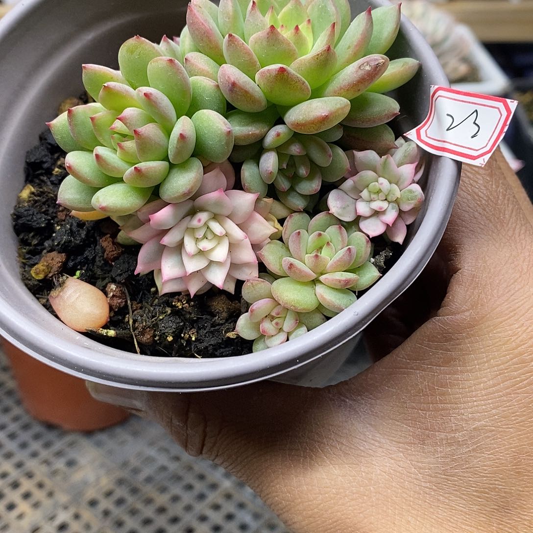 3023 福利青苹果锦 不包整 不售后