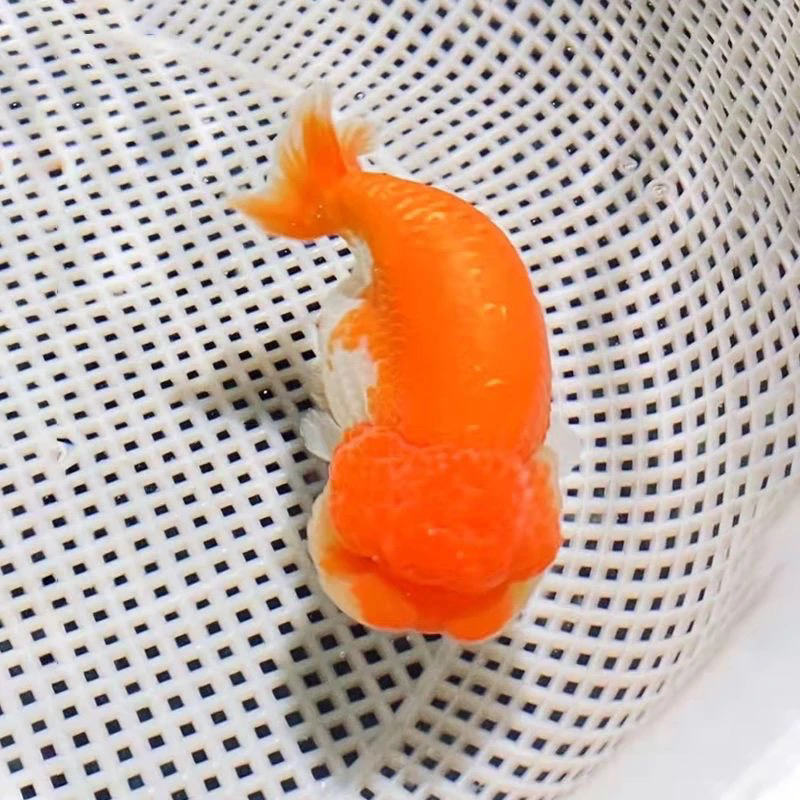 兰寿金鱼活体观赏鱼马印灯照射