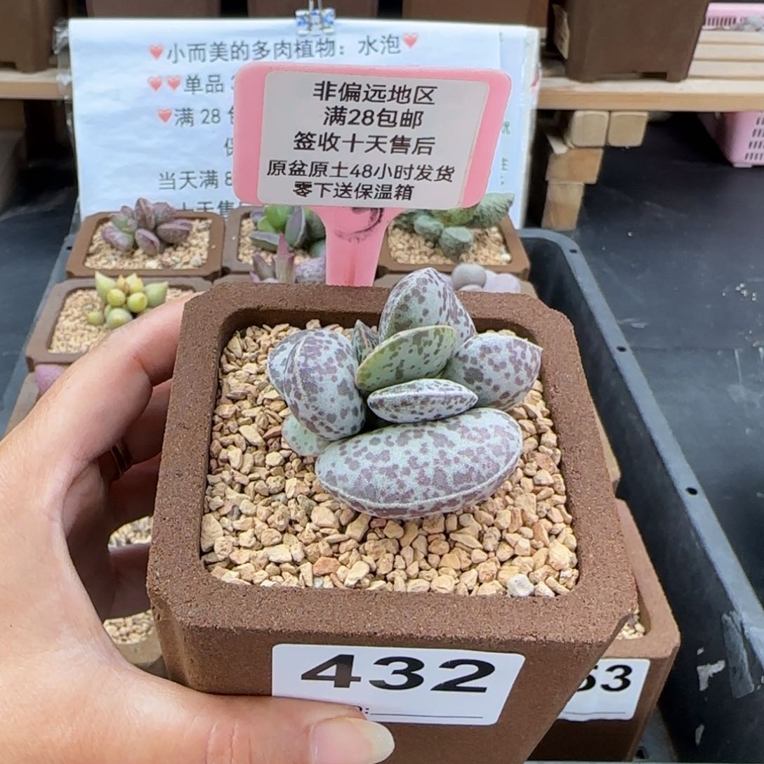432花旦多肉植物