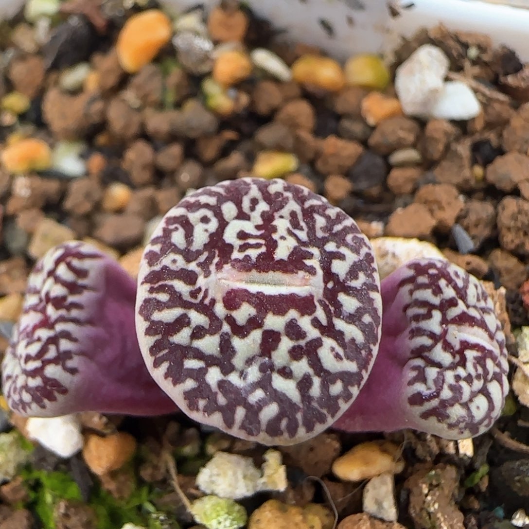 2。24。7048。超墨。上播