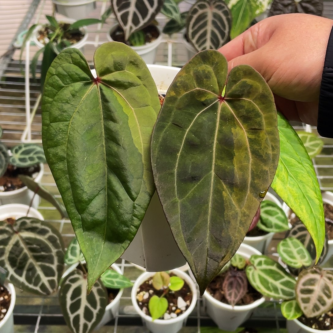 完全开放黑桃锦杂