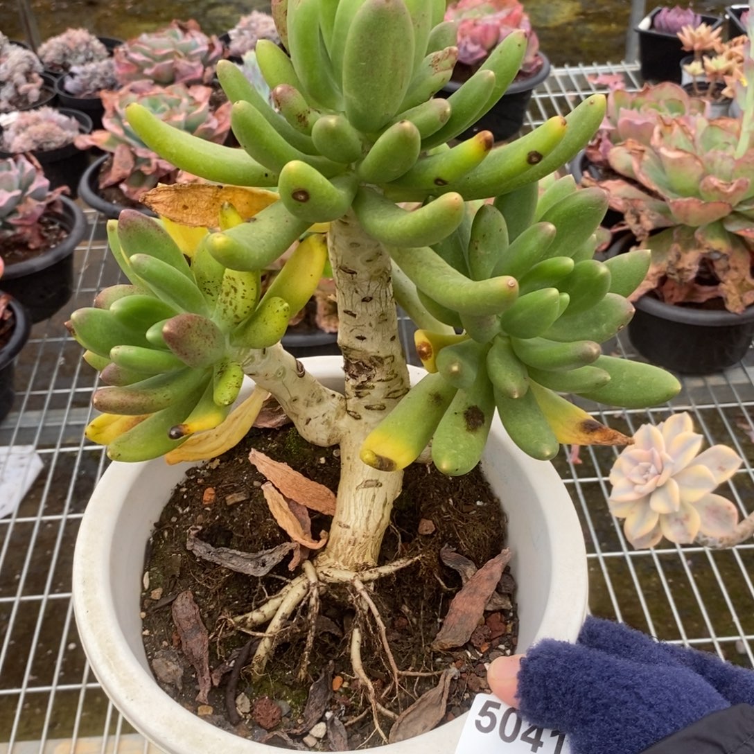 姜***️5041金蝉老桩一物一拍