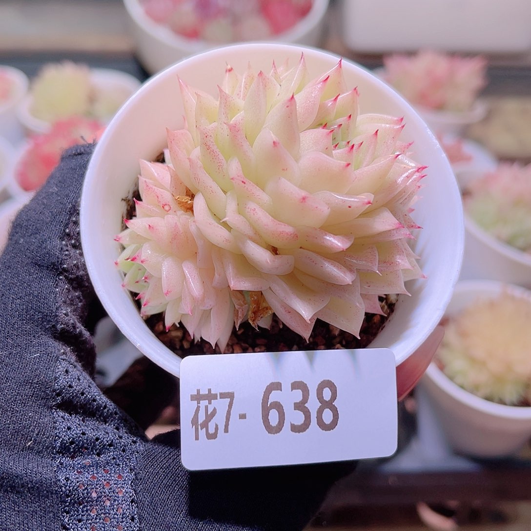 花利美7-638麦秆