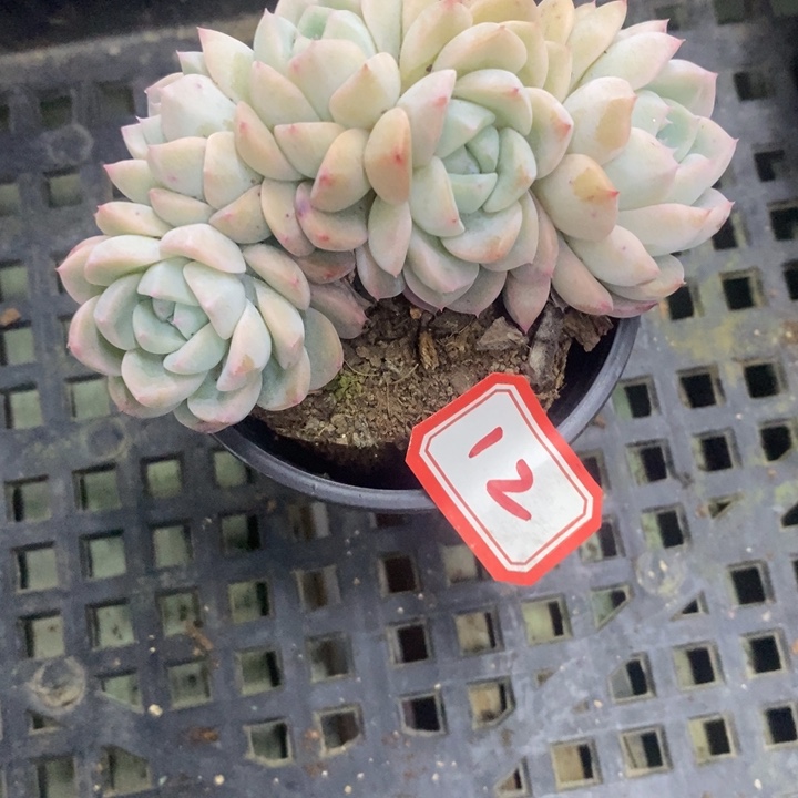 西**心一物一拍白桃汽水多肉12