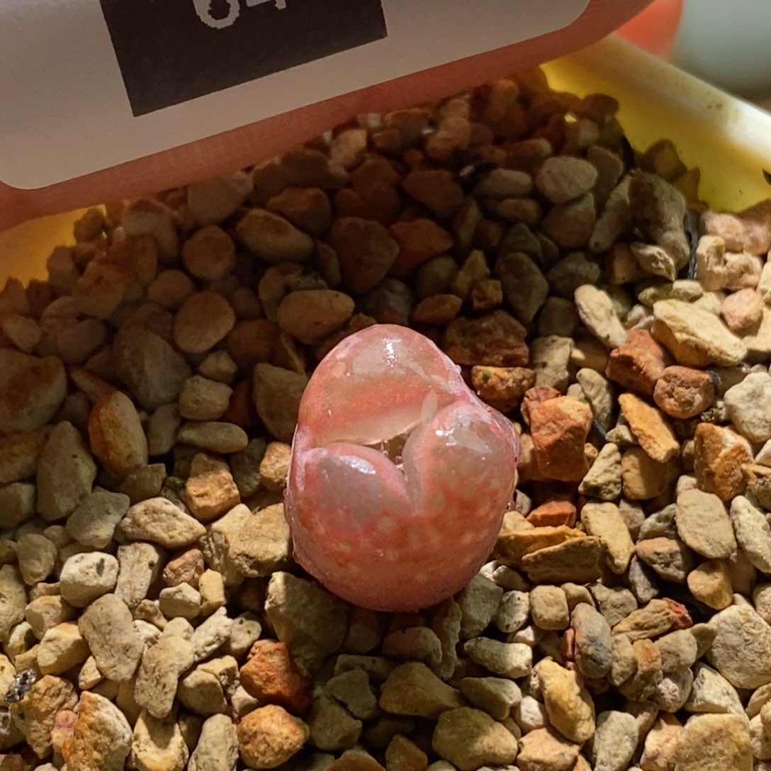 丁***加开播福利一颗极光64