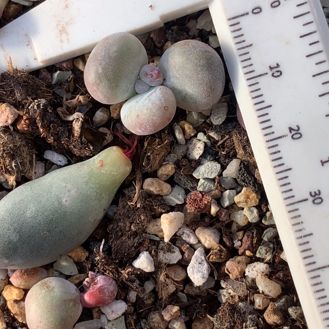 油煎 不凑满28元发一片叶 不售后 到付