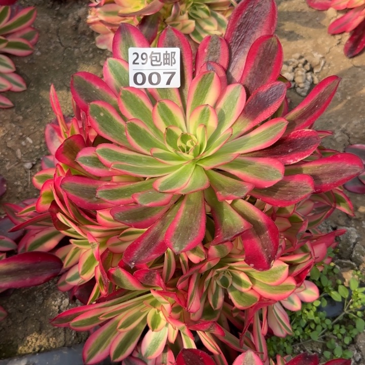 美杜……多肉植物……