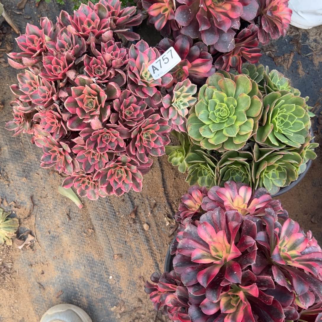 757三颗组合多肉植物