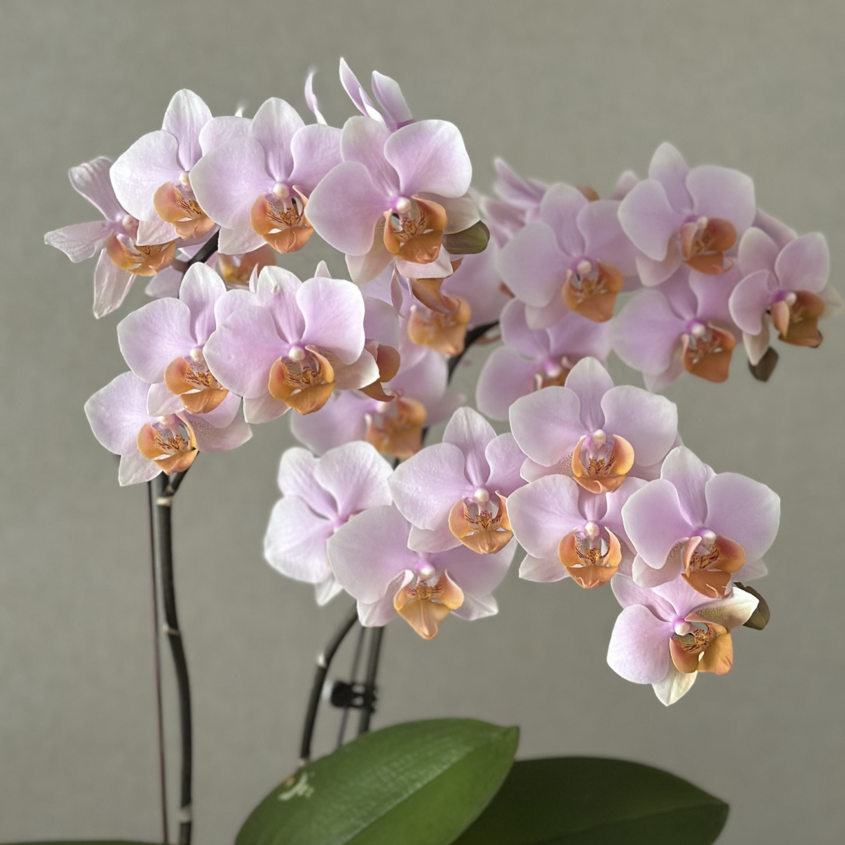 蝴蝶兰3.5寸杯图尔坎带花苞