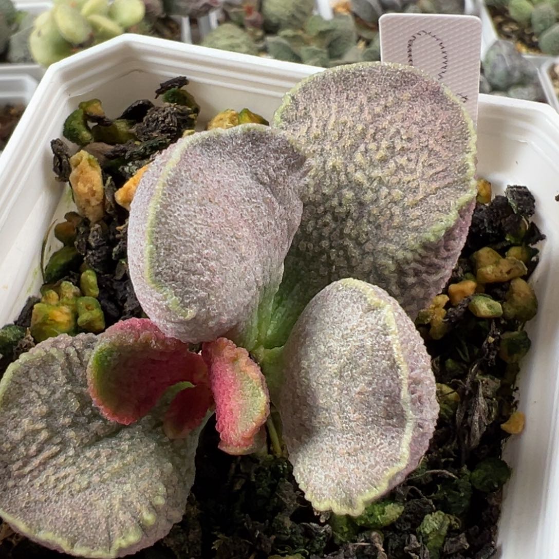 粉色蝴蝶结实生新品