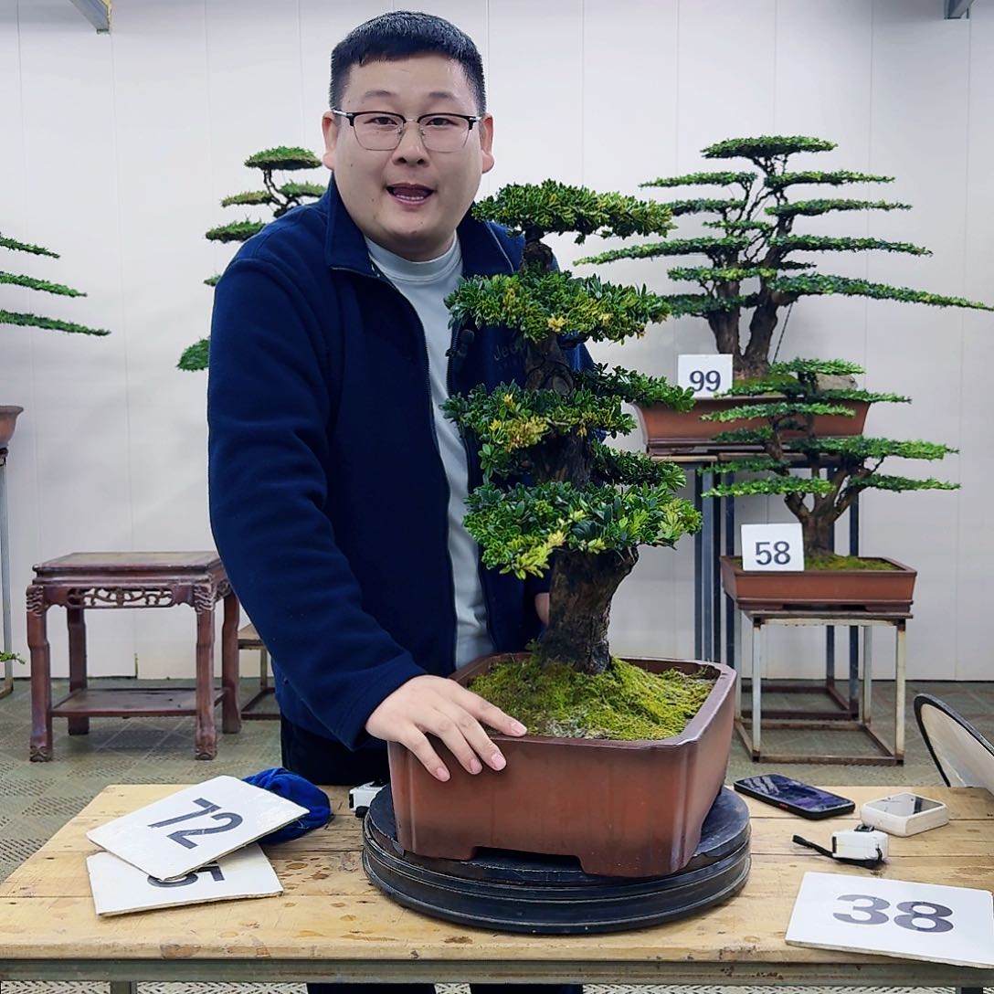 盆景罗汉松造型盆景