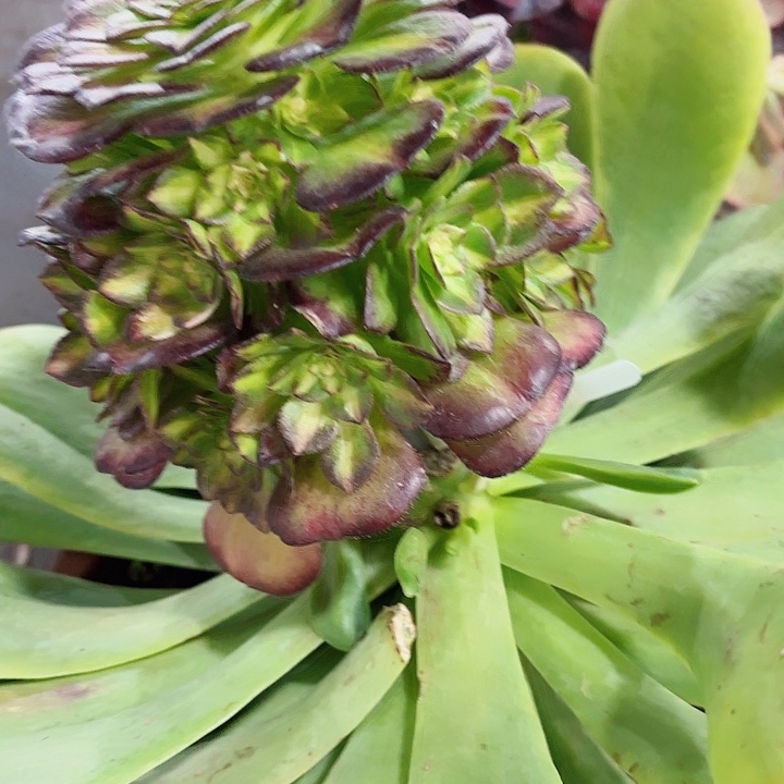 多肉植物海王七彩预售1769