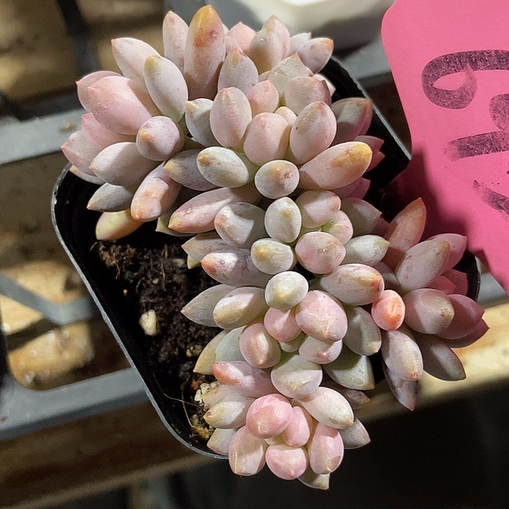 多肉植物朵朵693多肉