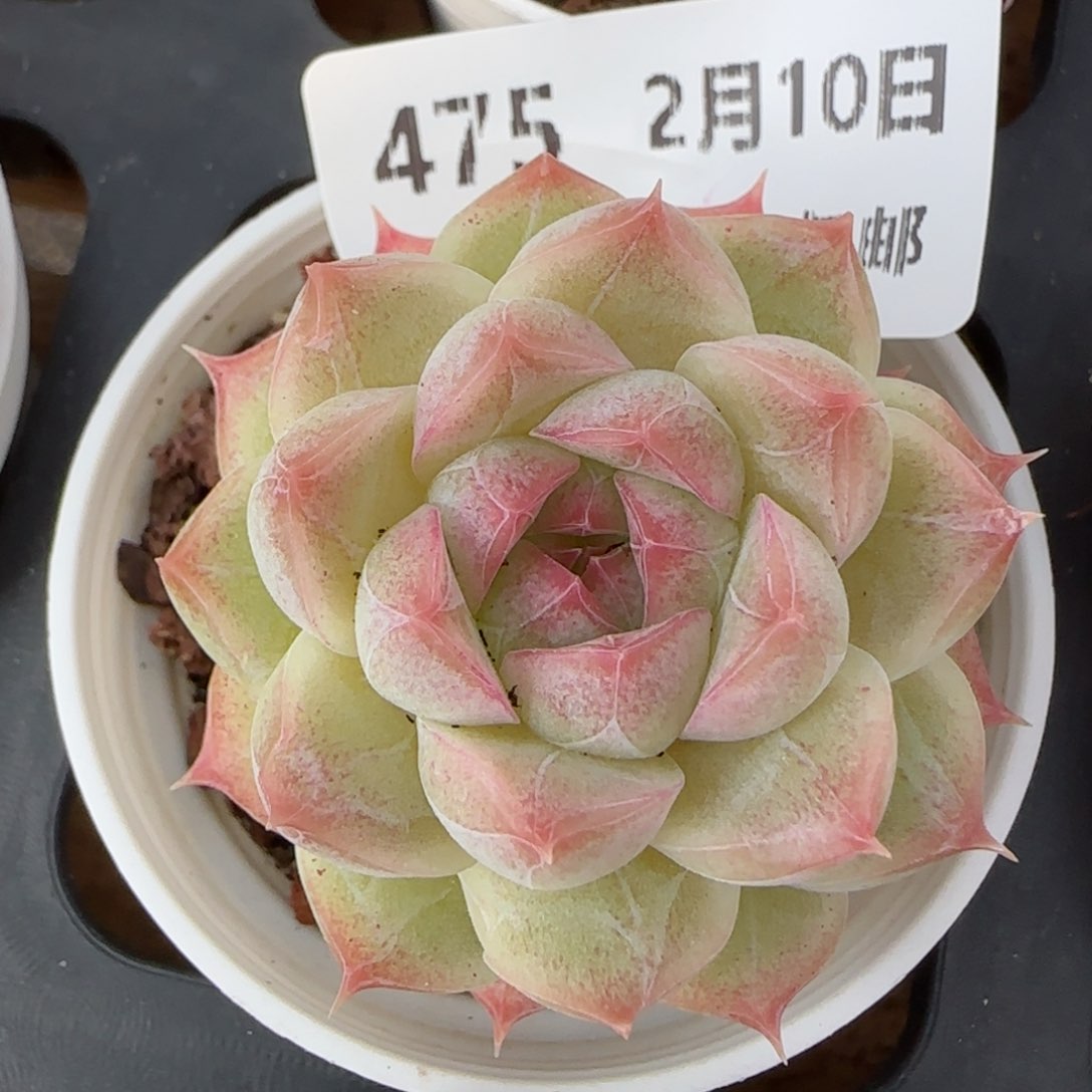 三**丽花语逸境0210-475