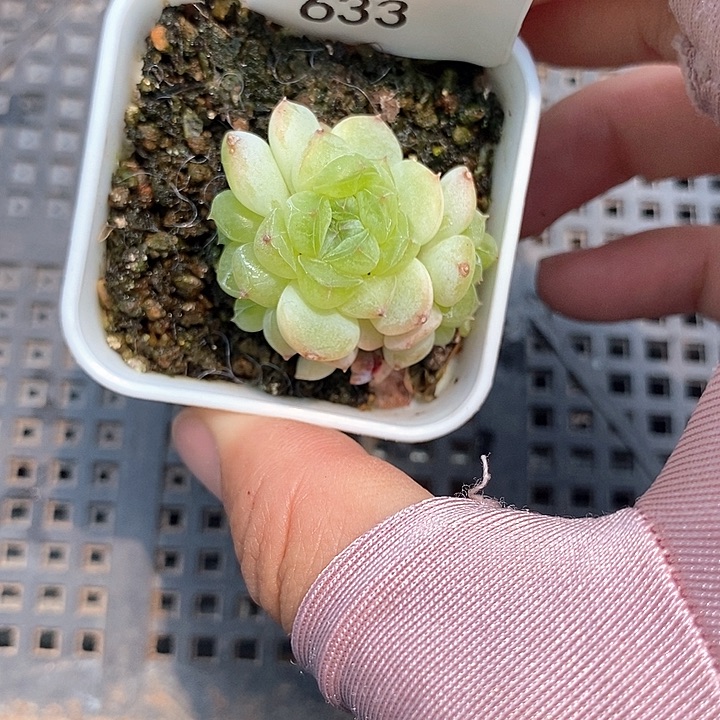 标签633白鹿甜心群生