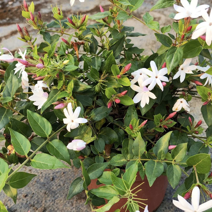 一两植物泰国素馨茉莉耐热浓香四季常绿多季节开花茉莉阳台