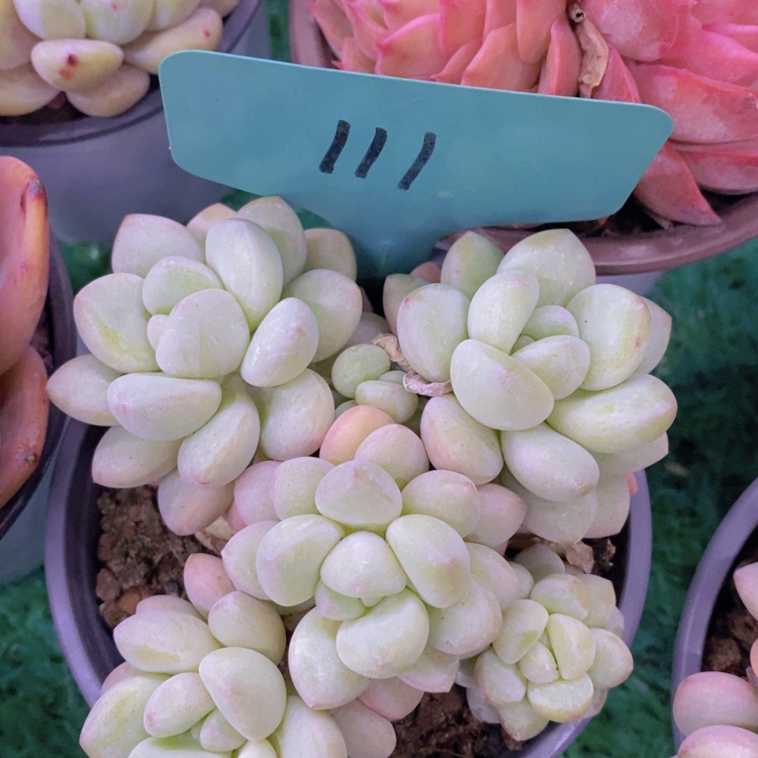 清货转场，一物一拍，看准