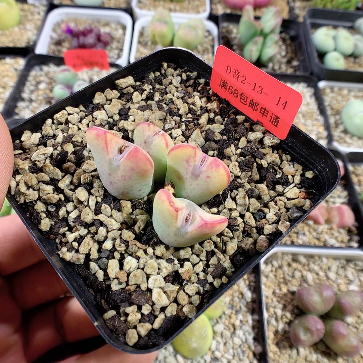 【闪购商品】2-13-14 少将 20