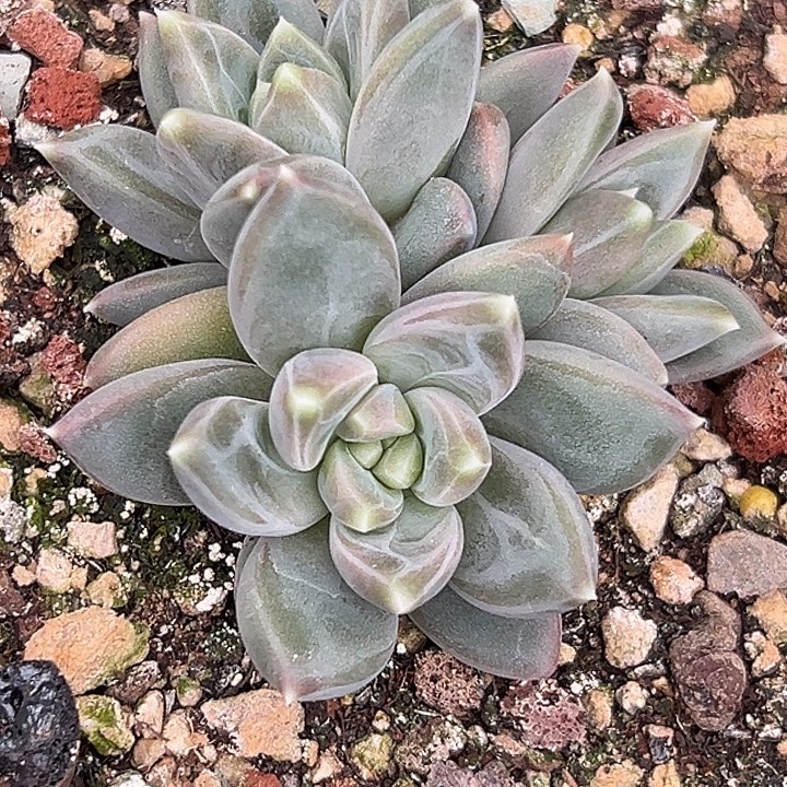 孤品美人特价多肉