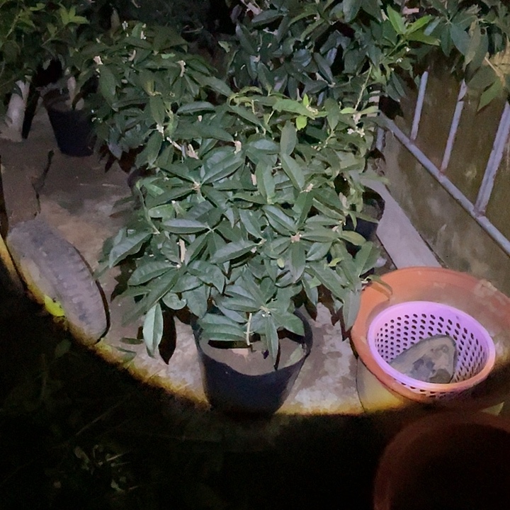 ℡***水完全开放日香桂花