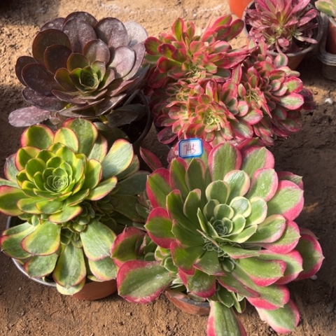 745多肉植物组合