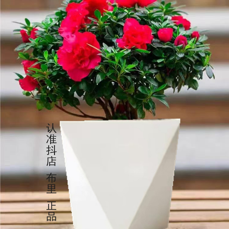 【丛生杜鹃花】盆栽室内外绿植庭院阳台花卉带花苞好养植物