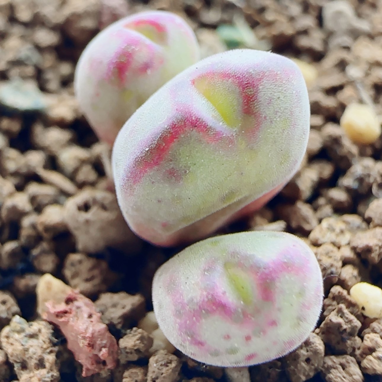 【闪购商品】19804