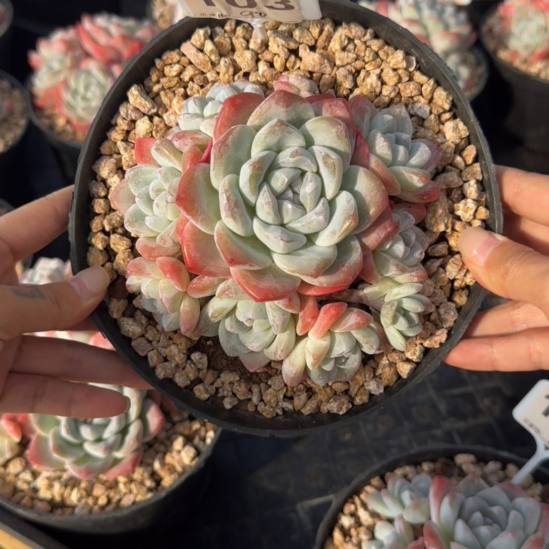 103号冰玉群生老桩10头