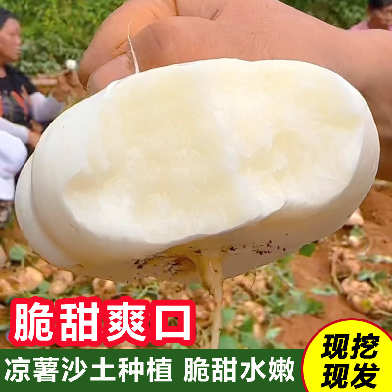 新鲜高山凉薯现挖现发带泥多汁脆甜无渣水果地罗卜地瓜沙葛农家