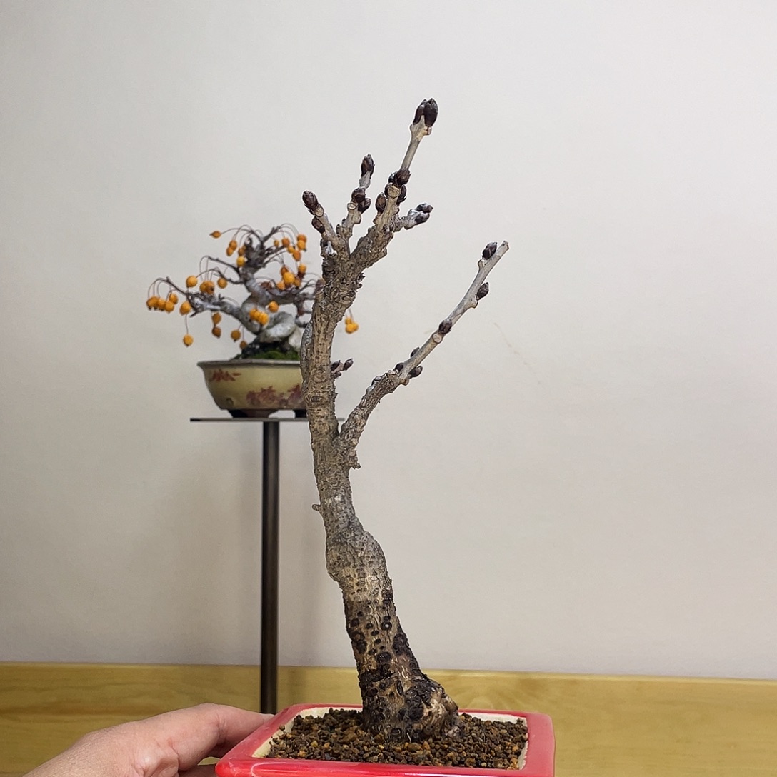 木本丰花紫藤盆栽