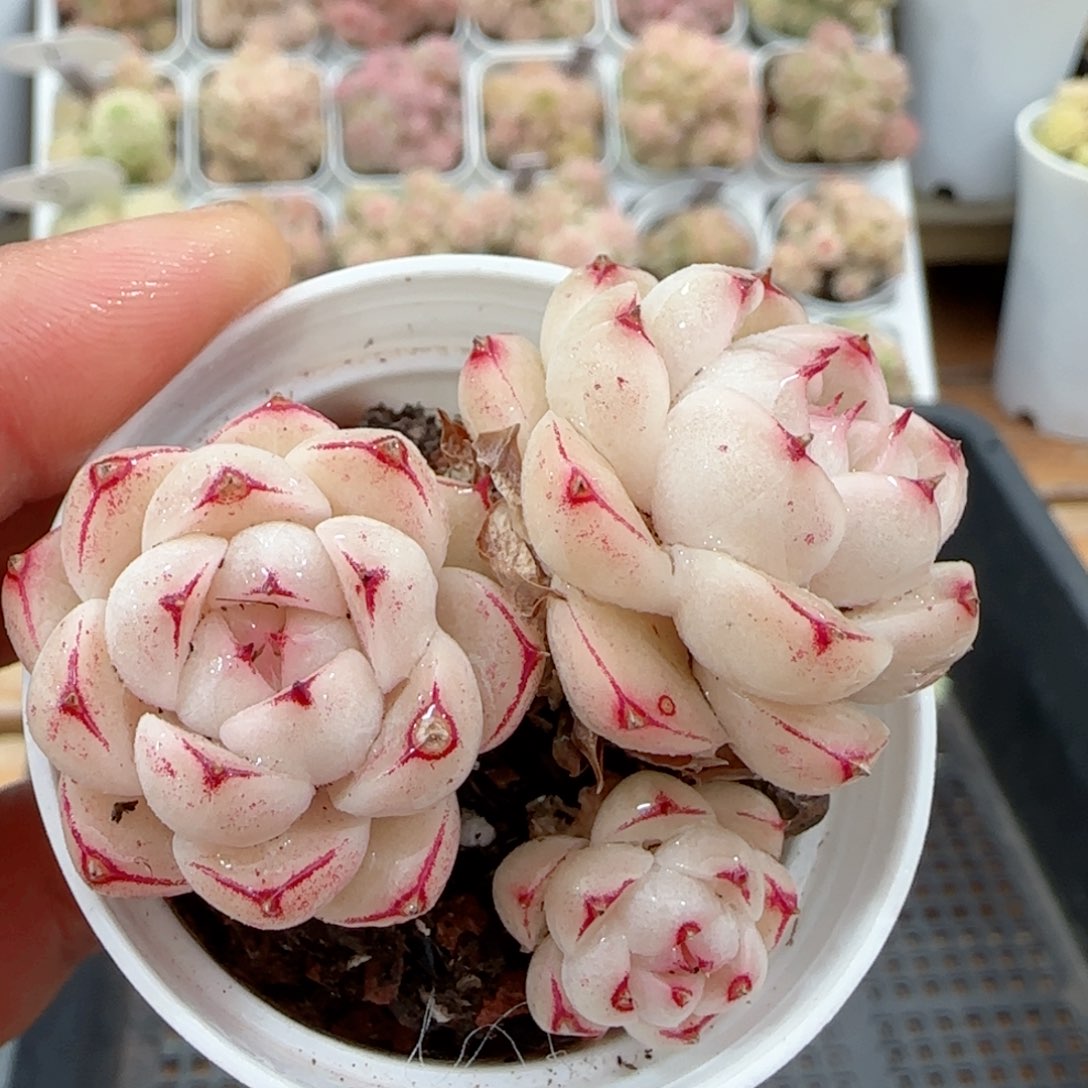 【闪购商品】0209-9边线包子（散