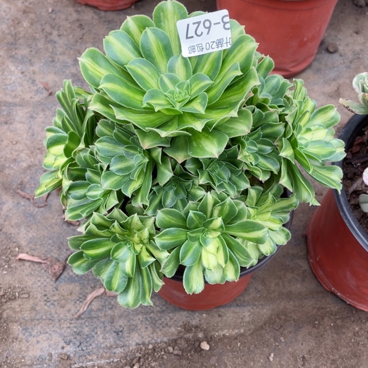 627琉璃多肉12344578多肉