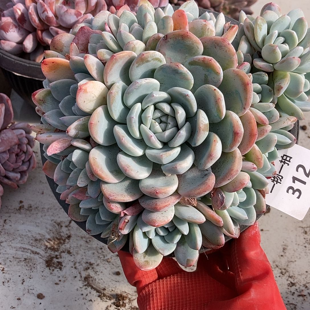 312 一物一拍不退不换