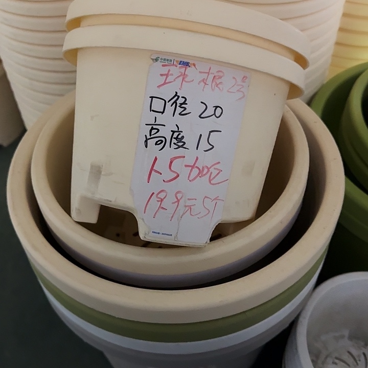 球根21口径6个无托米黄