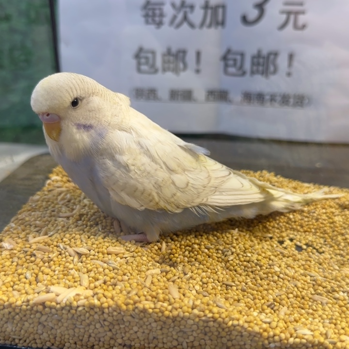 虎皮鹦鹉大头虎皮鹦鹉