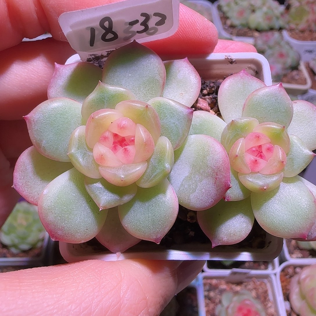 18-32福利甜心荔枝双头