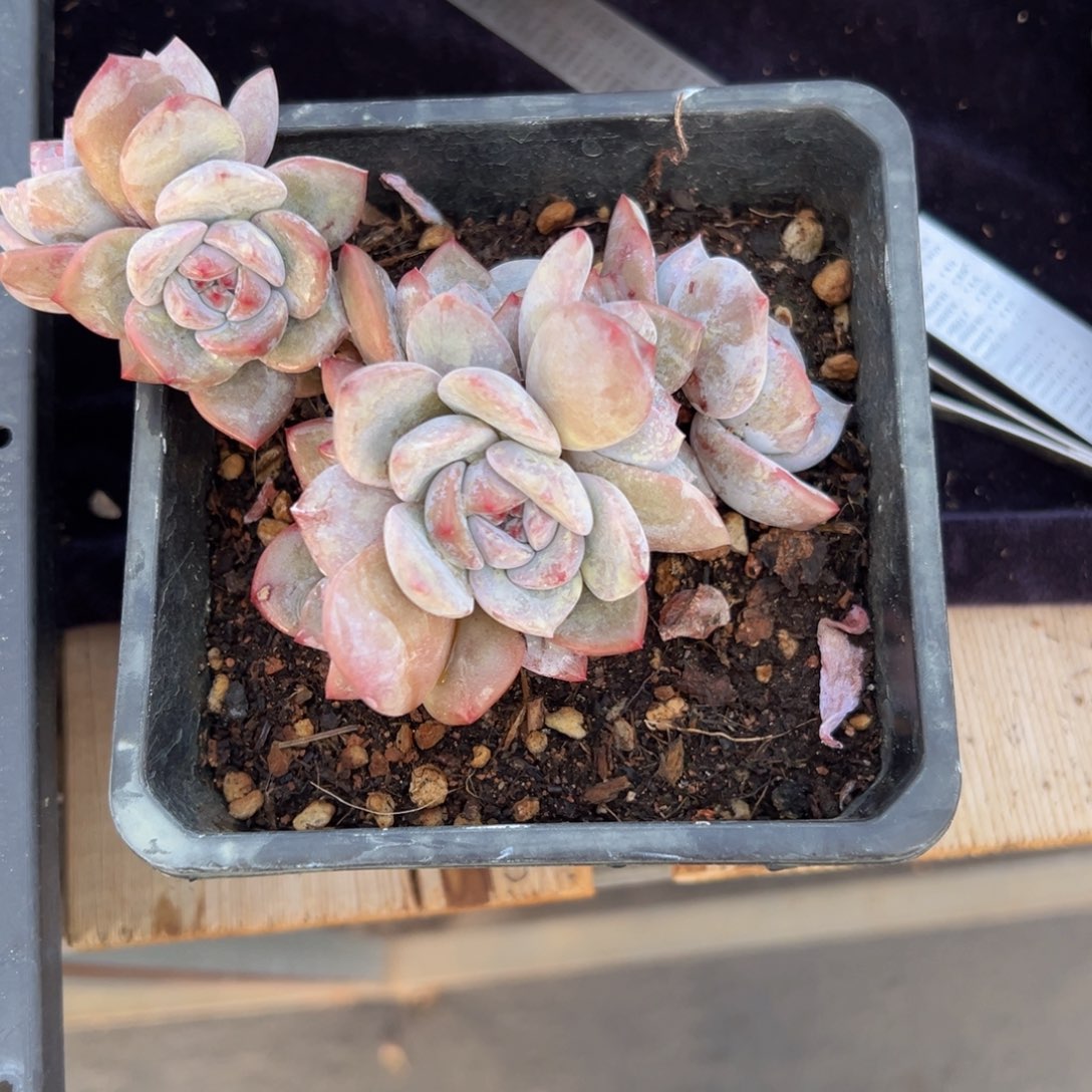 恰**处新年快乐 新年快乐