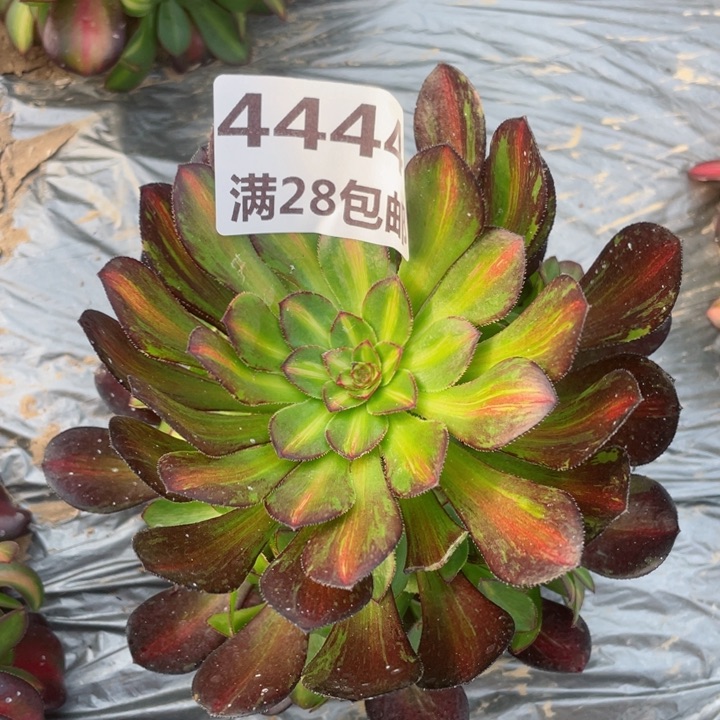 4444一号棚多肉拉丝M