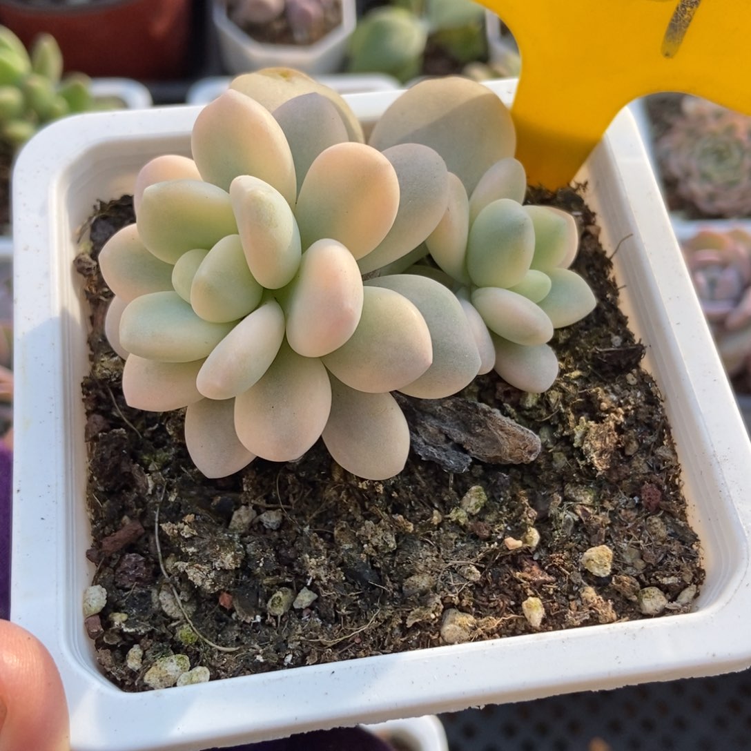 821洛神锦多肉植物