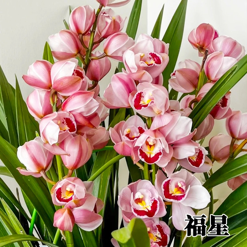 精品粉色高端【福星】大花蕙兰带花苞兰花多支花好养绿植盆栽浓香型