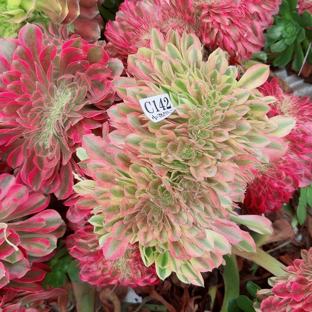 142 缀化无根不包侧枝