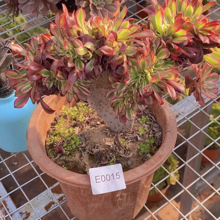 迷****闪购法师1棵香奈儿的0015