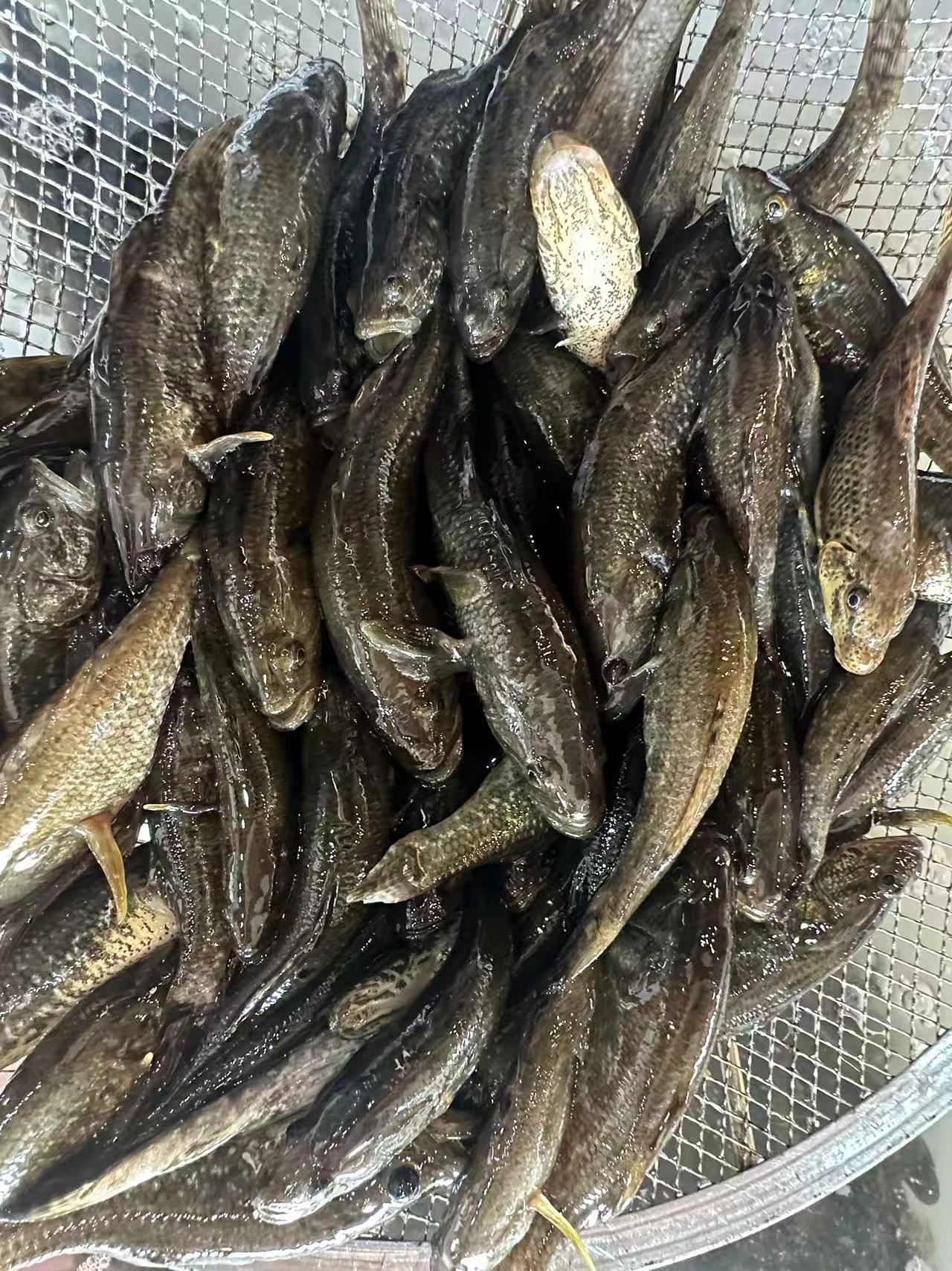 东北老头儿鱼新鲜美味(活体发货 保鲜不保活)2斤冰鲜发货